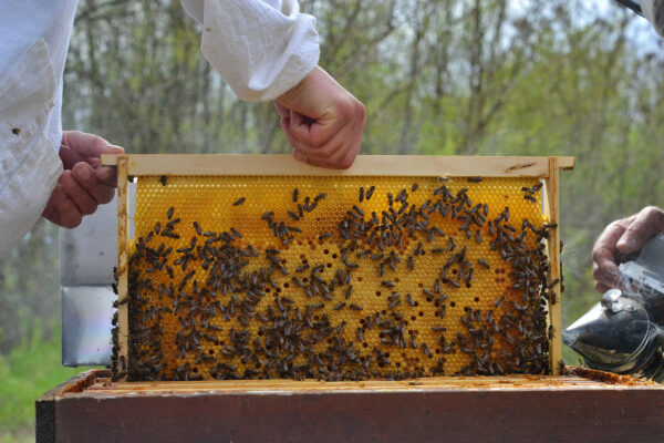 sáp ong có tác dụng gì? sáp ong là gì?