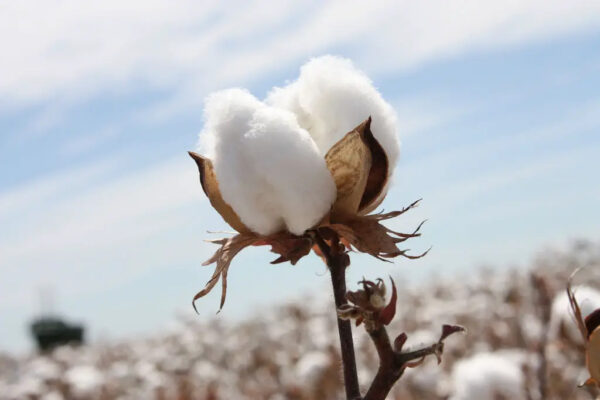 cây bông (cotton) một vật liệu dùng làm sợi bấc cho cây nến